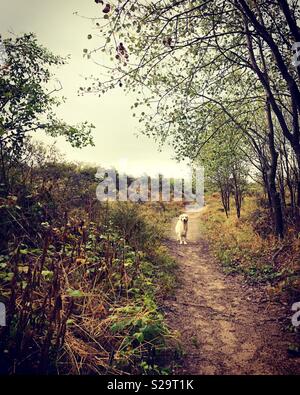 Golden Retriever im Dunes Stockfoto