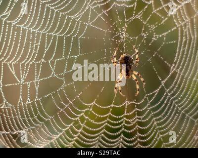 Spinne im Tau web Stockfoto