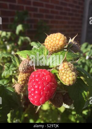 Reife Himbeeren Reif für die Ernte Stockfoto