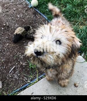 Sehr schmutzigen kleinen Irish Soft Coated Wheaten Terrier Welpen, der Graben in der Erde wurde. Stockfoto