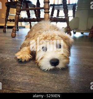 Nettes Gesicht einer goldfarbenen Irish Soft Coated Wheaten Terrier Welpen Festlegung auf einen hölzernen Küche Etage mit kopieren. Stockfoto