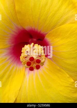 Nahaufnahme von roten Zentrum einer Yellow Hibiscus flower zeigt Staubgefäße und Stigmatisierung Stockfoto