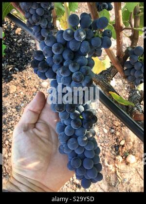 Mit einem einzigen Cluster von Syrah Trauben bei der Ernte, Katalonien, Spanien. Stockfoto