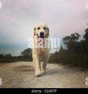 Golden Retriever zu Fuß Stockfoto