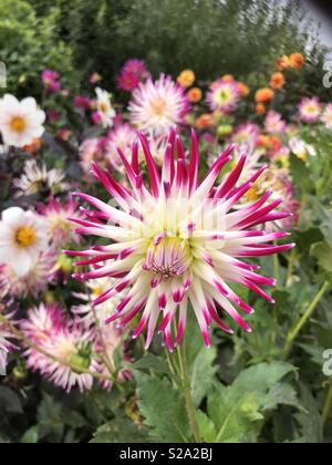 Rosa cactus Dahlie (Dahlia 'tanjoh') in voller Blüte Stockfoto