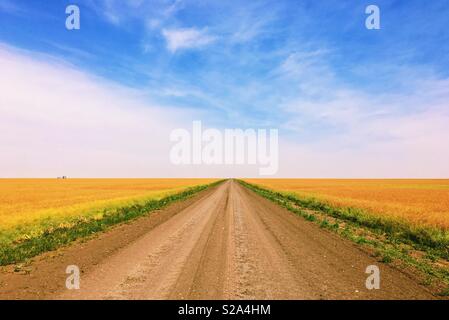 Unbefestigte Straße durch die Felder in den Horizont führende an einem sonnigen Tag im August während der Erntezeit in der Nähe von Regina, Saskatchewan in Kanada umgeben. Stockfoto