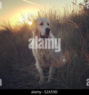 Golden Retriever bei Sonnenaufgang in den Dünen Stockfoto