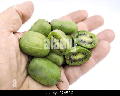 Kiwiberries. Eine kleine Kiwis. Actinidia arguta. Stockfoto