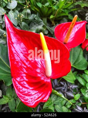 Zwei Maler palette Blumen in voller Blüte Stockfoto