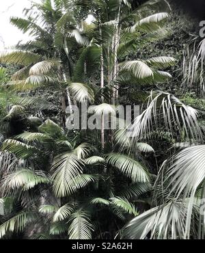 Palmen in der tropischen Biome im Eden Project in Cornwall. Stockfoto