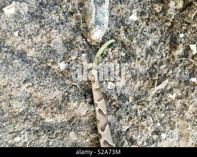 Juvenile südlichen Copperhead mit grünen Spitzen Schwanz Stockfoto