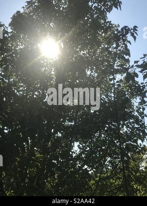 Sun spähen durch die schönen grünen Bäumen und beleuchtet die tief blauen Himmel an einem schönen Sommertag Stockfoto