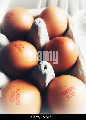 Sechs braunen Hennen Eier in einem Ei box Stockfoto