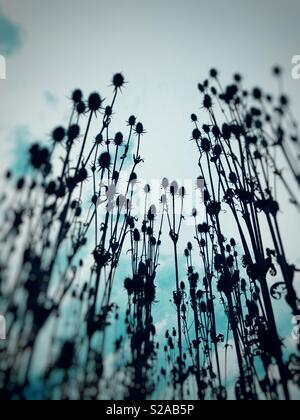 Zeichen der Herbst - eine Gruppe von getrockneten, wildflower cutleaf Karde Pflanzen, die in kühlen Himmel in silhouette Weise geschossen. Stockfoto