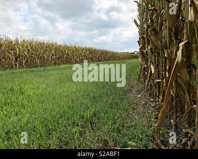 Farm Road zwischen zwei Reifen Feld mais Felder mit Gras am Ende des Sommers, gesäumt mit kopieren. Stockfoto