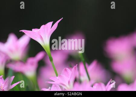 Schöne Blumen Stockfoto