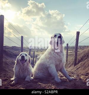 Golden Retriever im Dunes Stockfoto