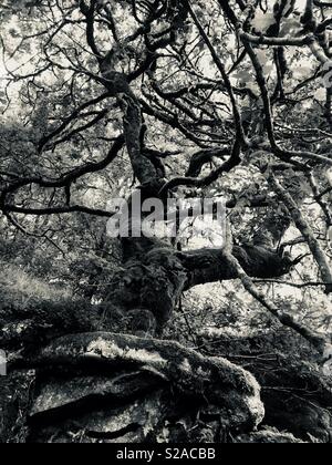 Knorrigen Baum Stockfoto