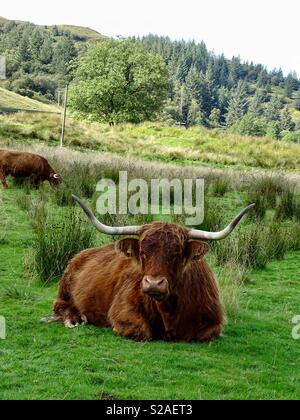 Highland Kühe Schottland Stockfoto