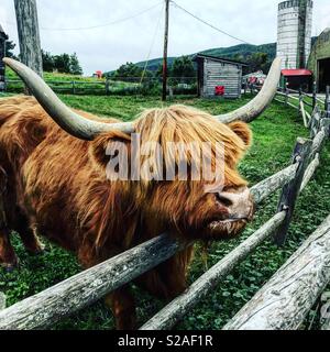 Highland Cattle in einem Streichelzoo am Indischen Leiter Betriebe in Upstate New York Stockfoto