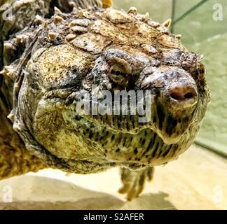 Florida Snapping Turtle closeup Stockfoto