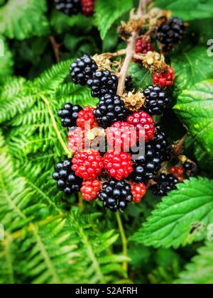 Reif und reife Brombeeren wachsen wild in South Wales. Stockfoto