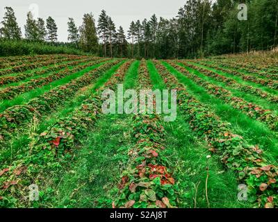 Strawberry Farm in Finnland Stockfoto