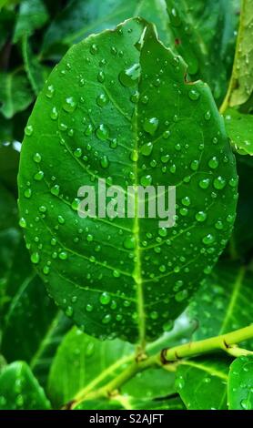 Großes grünes Blatt mit Tropfen auf der Oberfläche Stockfoto