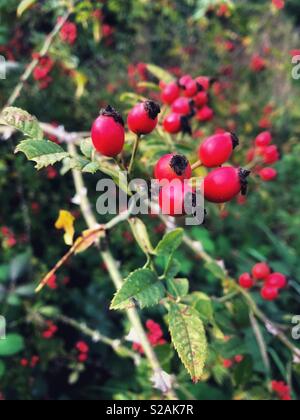 Hagebutte (Rosa Canina) wächst in einer Hecke, September. Stockfoto