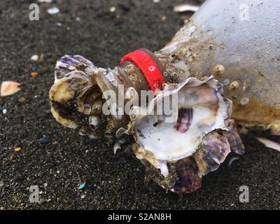 Austernschalen auf verworfen Sodaflasche gewachsen Stockfoto