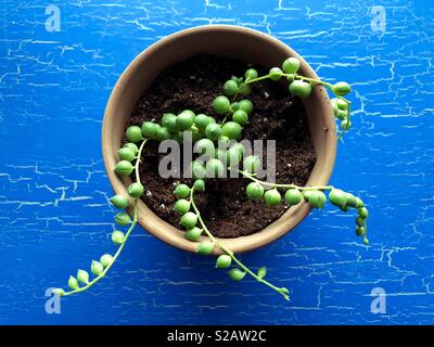 Eine Perlenkette. Stockfoto