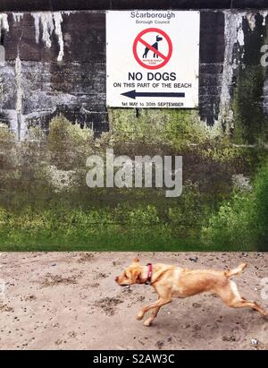 Ein Labrador Retriever Hund auf dem Weg zu einem Strand und einem großen Schild, keine Hunde erlaubt in einem lustigen Tier Bild Stockfoto