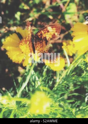 Fröhliche Foto von gelben Schmetterling Landung auf Wildflower, Spätsommer Stockfoto