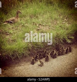 Mutter Ente mit Küken auf der Seite einer Straße Stockfoto