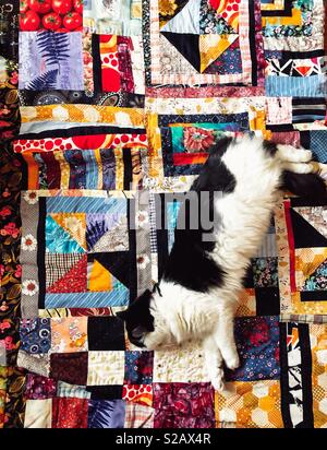 Flauschige Katze erstreckt sich auf einem farbenfrohen handgefertigten Modern Quilt Stockfoto