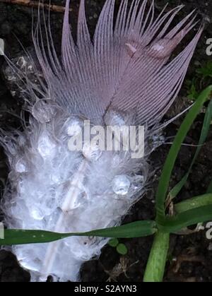 Close-up Taube Feder und Regentropfen Stockfoto