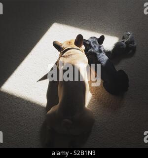 Hunde, die in der Sun Patch Stockfoto