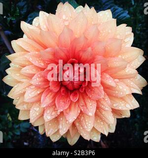 Schöne Dahlie nach dem Regen Stockfoto