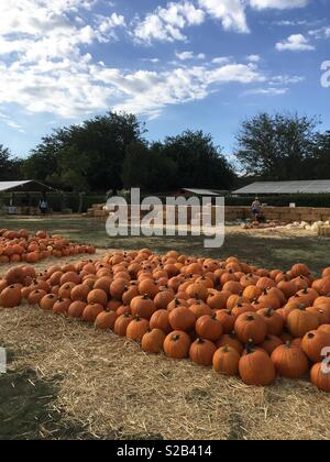 Kürbisse in einem Stapel auf Gras und Heu mit offenen malerischen Hintergrund bei Bates Mutter Farm, Valley Center, CA Stockfoto