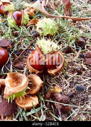 Conkers/Rosskastanie Samen auf die Erde in Ihrem spiky Shell Stockfoto