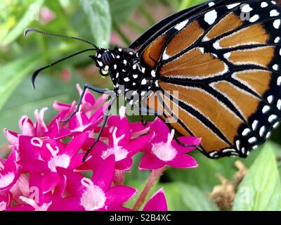 Queen butterfly auf Rosa pentas Stockfoto