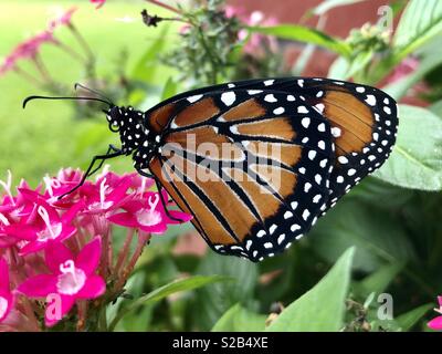 Queen butterfly auf Rosa pentas Stockfoto