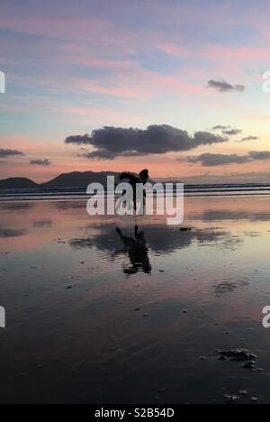 English Springer Spaniel springen am Sandstrand mit einem atemberaubenden Sonnenuntergang. Stockfoto