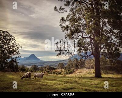 Mount Lindesay, an der Grenze zwischen New South Wales und Queensland, Australien, über gelöscht Rinder weiden Land gesehen entfernt Stockfoto