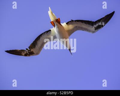 Indischen Ozean Möwe das Fliegen Stockfoto