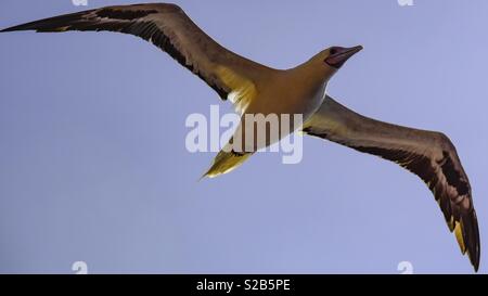 Indischen Ozean Möwe das Fliegen Stockfoto