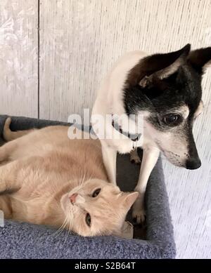 Portrait von Toy Fox Terrier stehend neben Ginger kitty Katze liegend Stockfoto