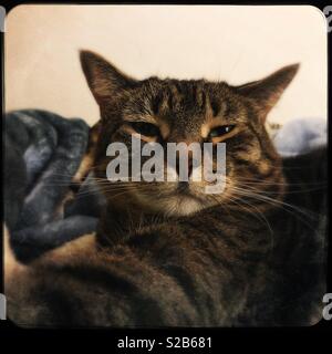 Cranky cat face Stockfoto