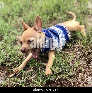 Chihuahua in meinen neuen Pullover für die erste Zeit. Stockfoto