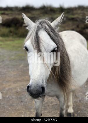 Wild white Welsh Pony auf der Long Mynd Shropshire Stockfoto
